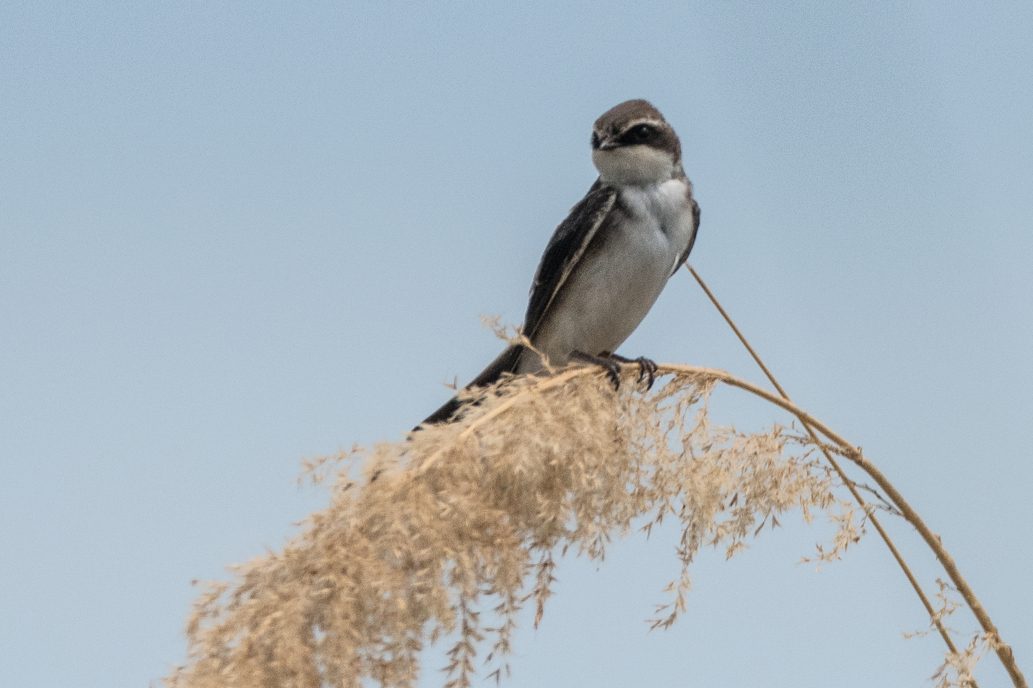 Hirondelle à croupion gris (Grey-rumped swallow, Pseudhirundo griseopyga), adulte perché sur un roseau, Magweggana spillway,  Delta de l'Okavango, Botswana.